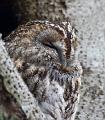 Kattugle - Tawny owl (Strix aluco) 
